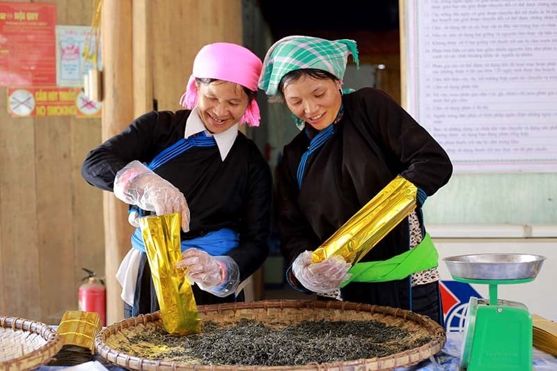 Phụ nữ dân tộc Dao đang làm việc trong nhà máy chế biến chè tại Bắc Hà, Lào Cai 